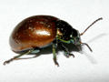 Chrysolina polita